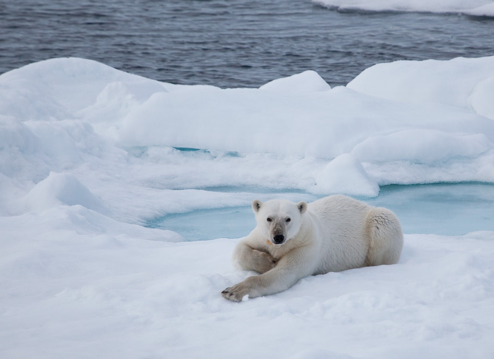 Polar Bears in Iceland | Wildlife in Iceland | Perlan